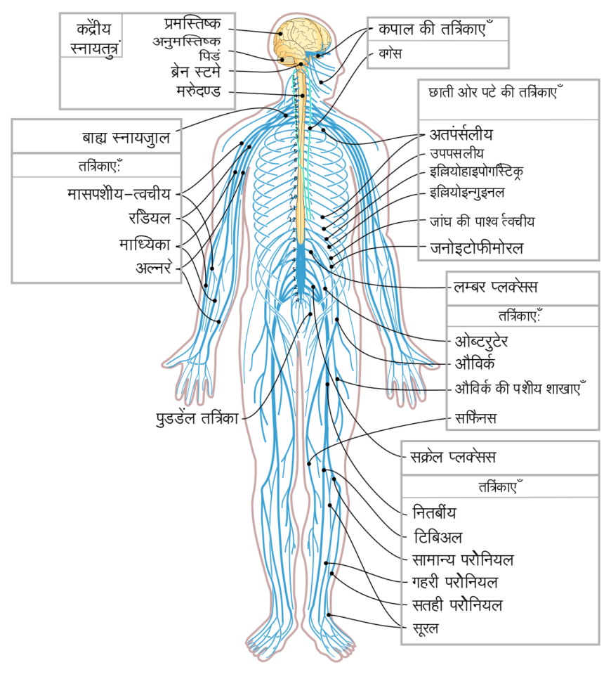 labeled-diagram-of-nervous-system